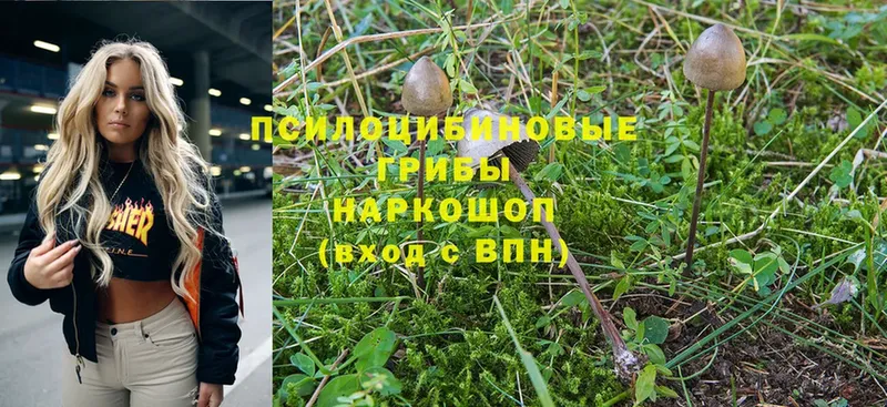 Псилоцибиновые грибы MAGIC MUSHROOMS Бронницы